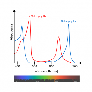 картинка из википедии про спектр фотосинтеза